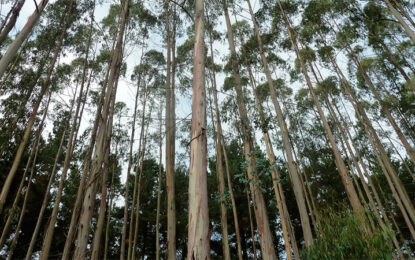 En el Departamento Federación un hombre murió aplastado por un tronco de eucaliptus.