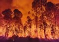 Concordia: Incendio forestal de magnitud afectó unas 15 hectáreas de eucaliptus.