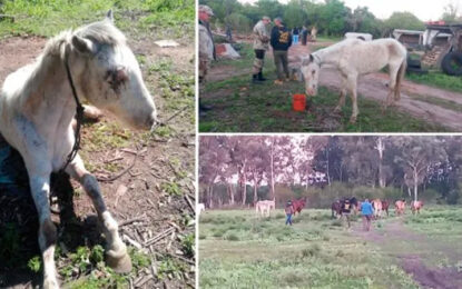 Departamento Colón: Rescataron cuatro caballos maltratados